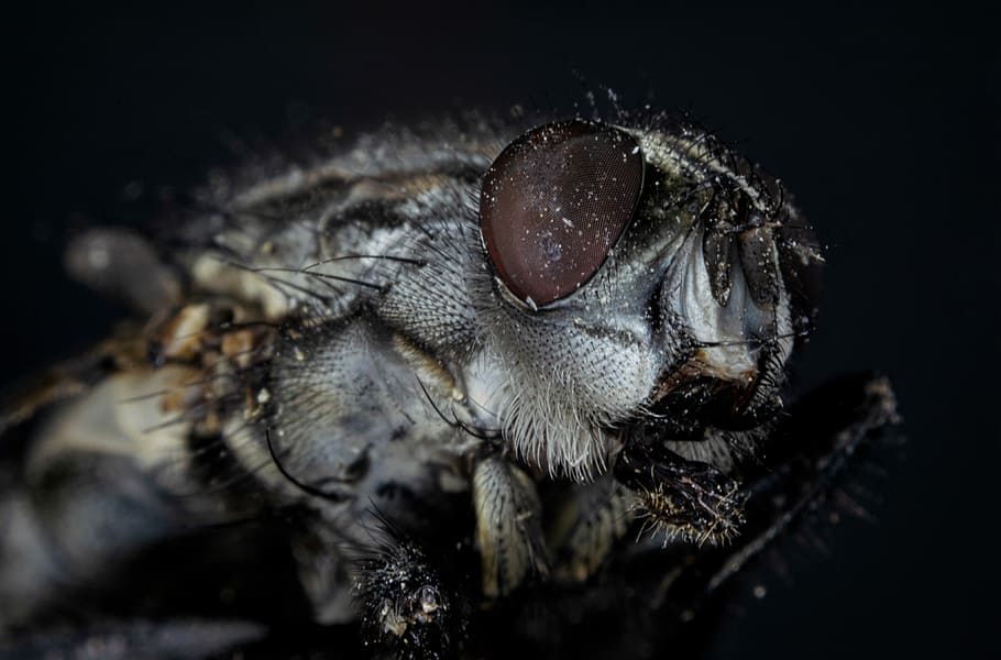 compound, fly, macro, close, insect, fly eye, close up, macro photography HD wallpaper