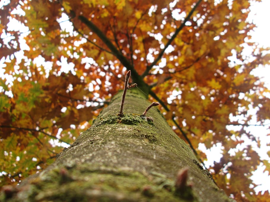 Tree, Autumn, Foliage, Nature, Branch, leaf, forest, outdoors HD wallpaper