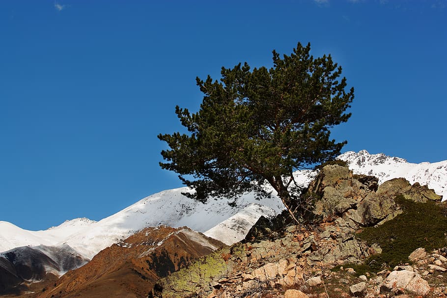 tree, mountains, elbrus, nature, sky, stones, blue sky, landscape HD wallpaper
