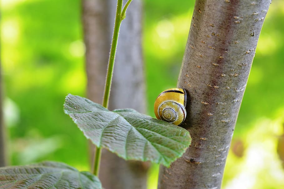 snail, seashell, hazel, green, loneliness, on the way, nature HD wallpaper