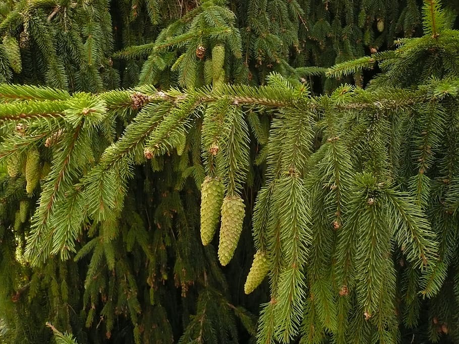 Fir, Pine Cones, Prickly, Pick, Ich, pick ich, needles, green HD wallpaper