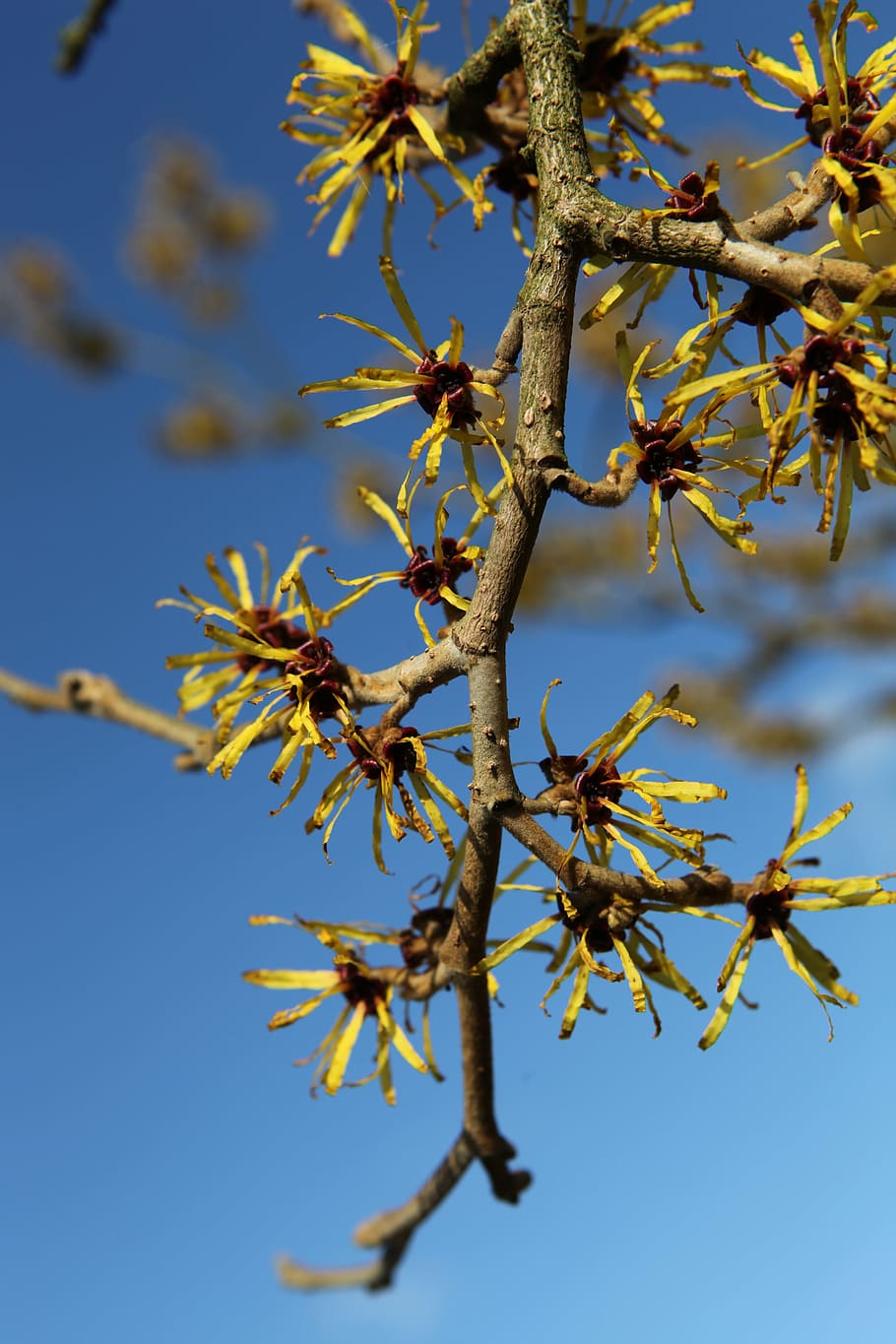 branch, bud, close, spring awakening, tree, plant, sky, nature HD wallpaper