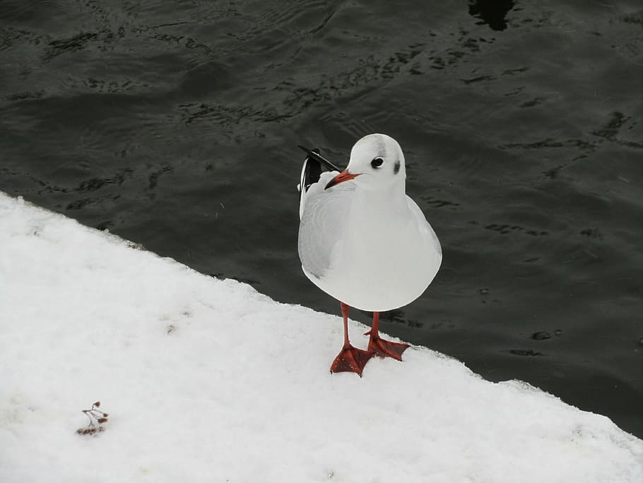 bird, snow, cold, water, gull, nature, winter, black, white HD wallpaper