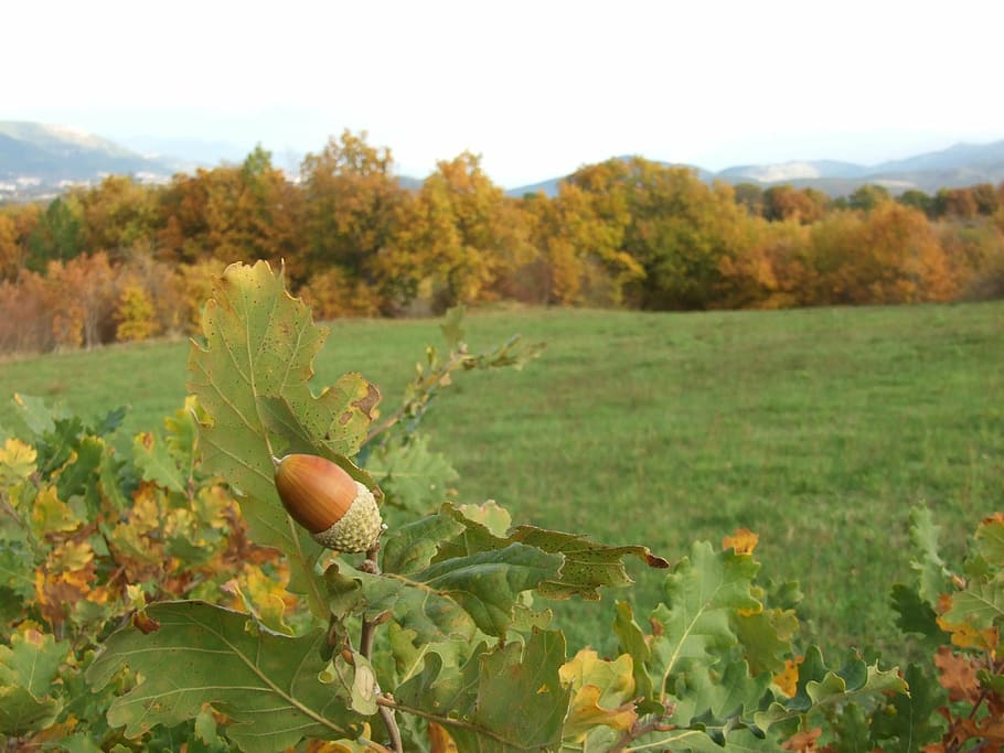 acorn, acorns, nature, autumn, spring, forest, landscape, abruzzo, HD wallpaper