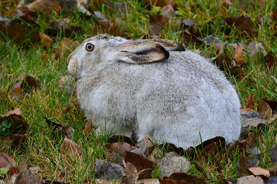 Rabbit, Hare, Animal, Wildlife, bunny, cute, easter, furry HD wallpaper