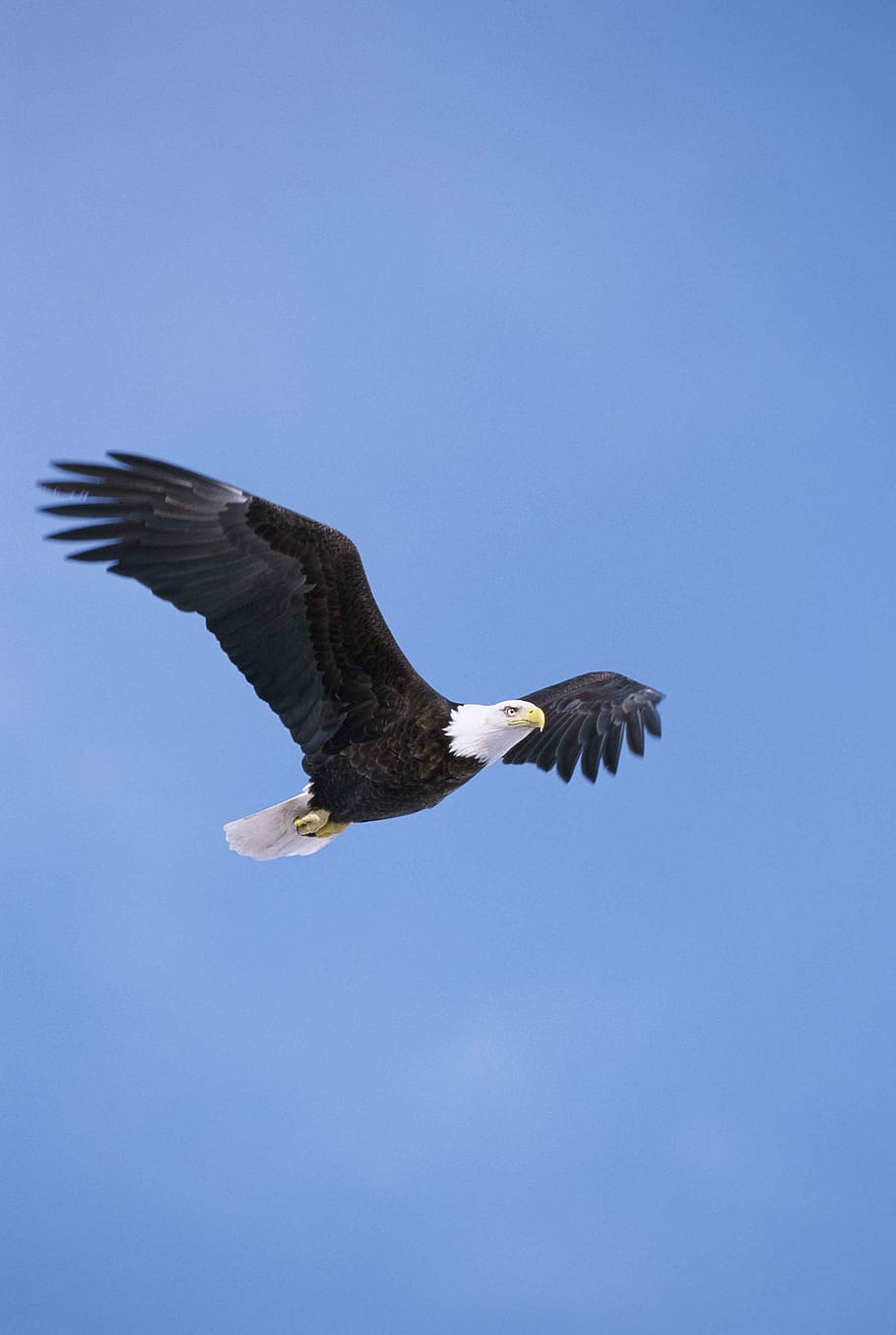 American eagle, sky, blue, clear, flying, bald, birds, animals HD wallpaper