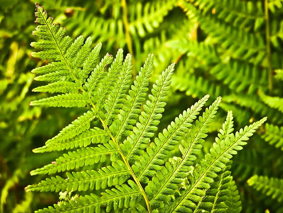 Green Plant Leaf, botany, ecosystem, flora, forest, jungle, kahurangi-national-park HD wallpaper