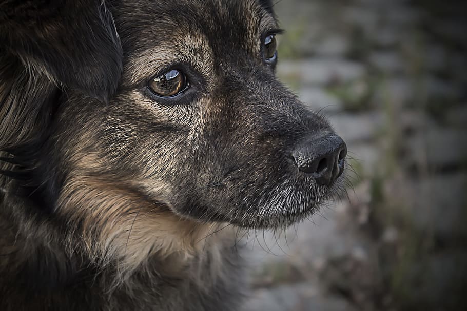 closeup photography of German shepherd puppy, dogs, puppies, mutt, HD wallpaper