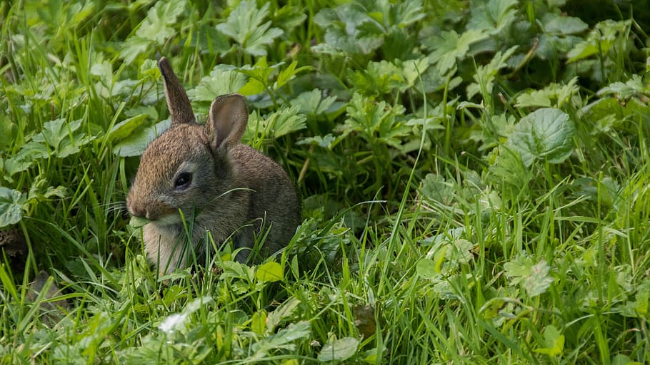 Rabbit, Meadow, Park, Casting, City, green, nature, creature HD wallpaper