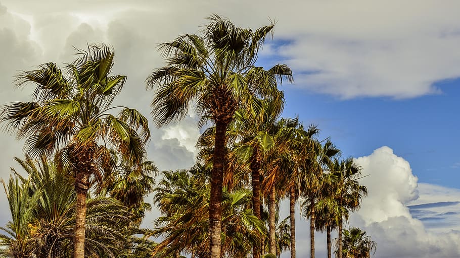 palm trees, sky, clouds, tropical, nature, exotic, cloud - sky HD wallpaper