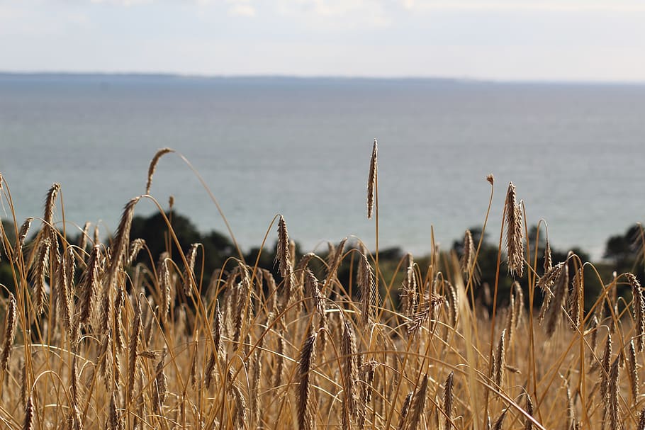 rye field, sea, denmark, growth, plant, land, agriculture, tranquility HD wallpaper