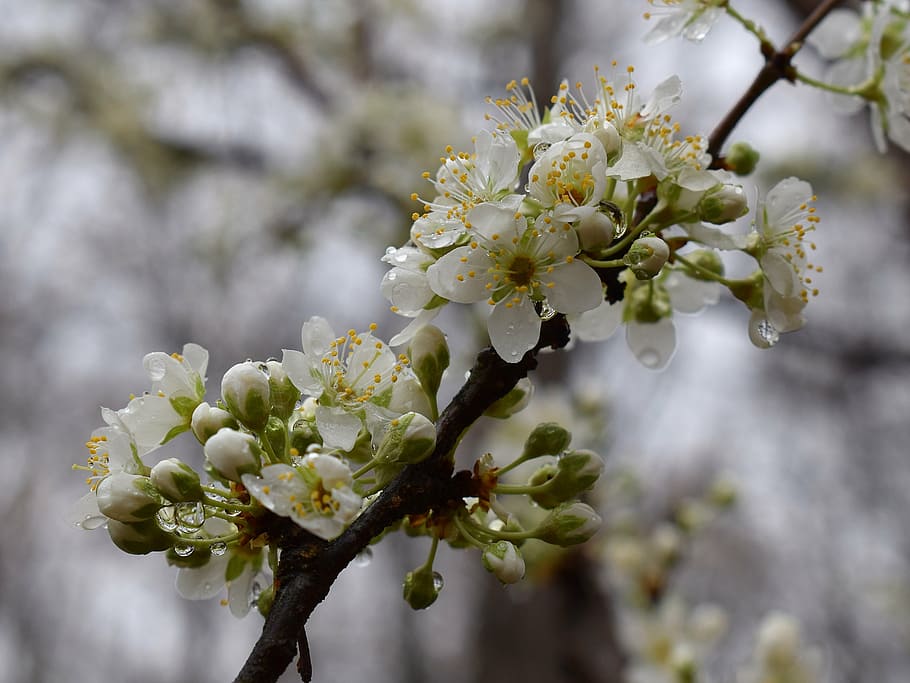 Cherry blossom in the rain 1080P, 2K, 4K, 5K HD wallpapers free