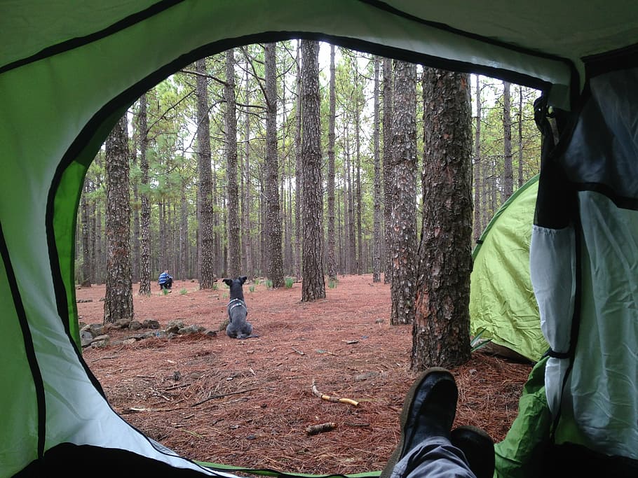 camping, field, booth, nature, rural, forest, winter, tent HD wallpaper