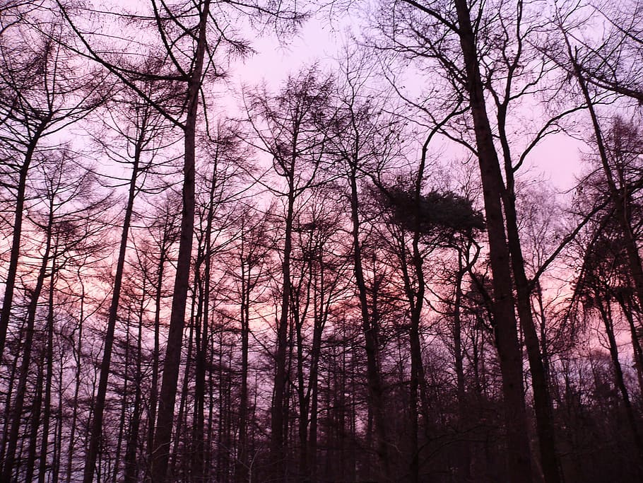 forest, sunset, purple, tree, plant, bare tree, trunk, tree trunk HD wallpaper