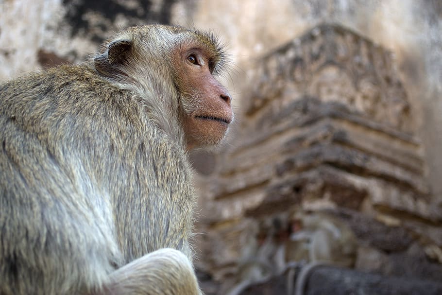 Monkey, Macaque, Animals, Nature, there are no residential HD wallpaper