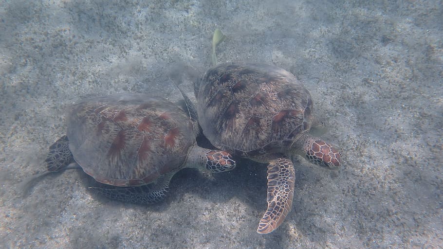 turtle, animal, ocean, mayotte, animals in the wild, animal wildlife HD wallpaper