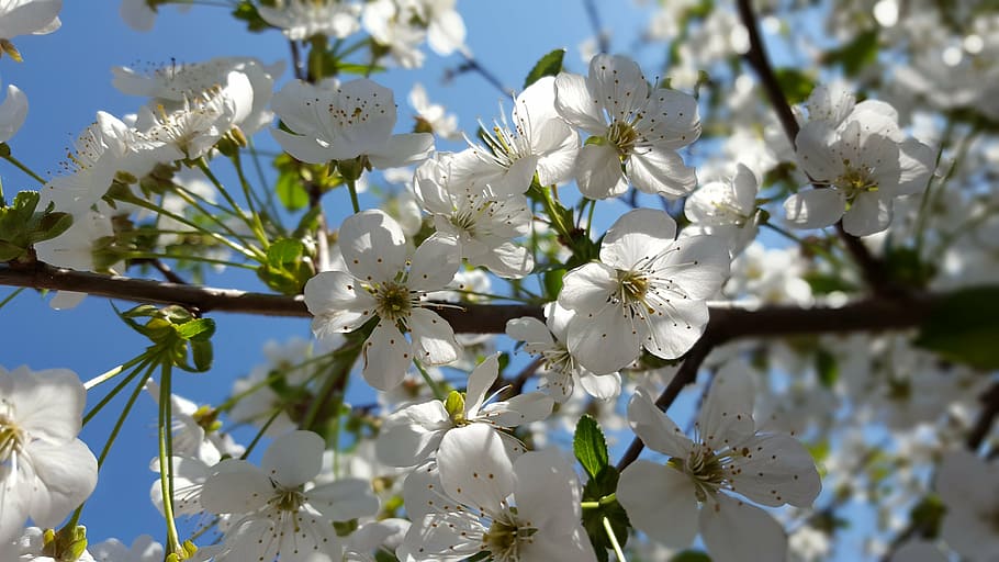 cherry tree, cherry blossoms, flowering tree, flowering plant HD wallpaper