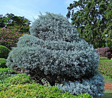 juniper, botanical garden, trees, park, lalbagh, bangalore HD wallpaper