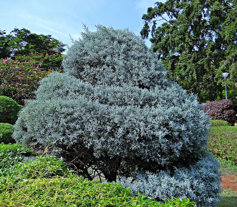 juniper, botanical garden, trees, park, lalbagh, bangalore HD wallpaper