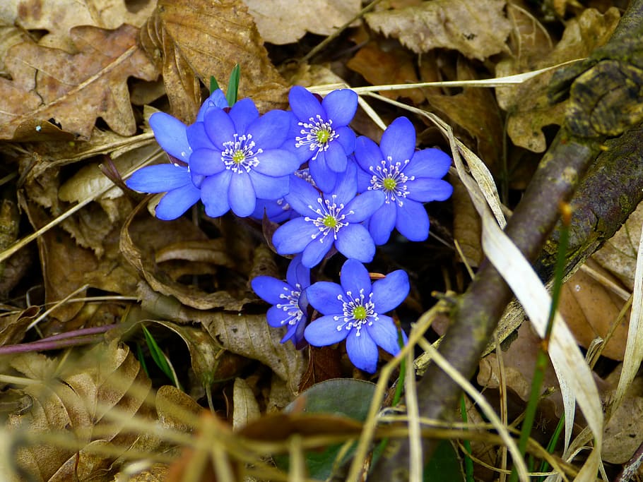 closeup photo of blue petaled flowerrs, hepatica, blossom, bloom