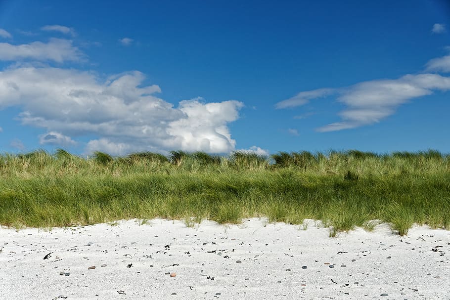 green grass under white clouds and blue sky at daytime, landscape photography of green grass HD wallpaper
