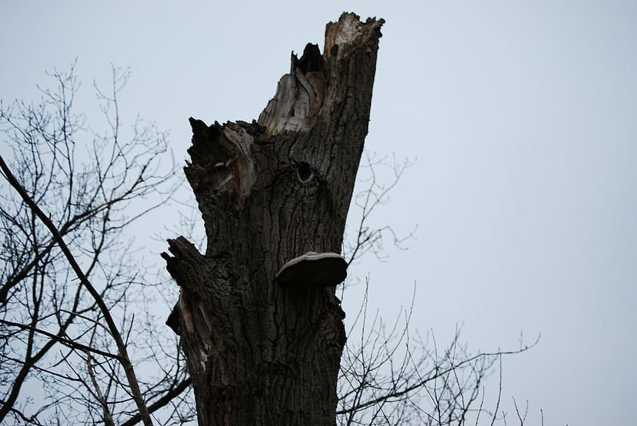 tree, nature, winter, pollard willow, abstract, dead tree, elves bench HD wallpaper