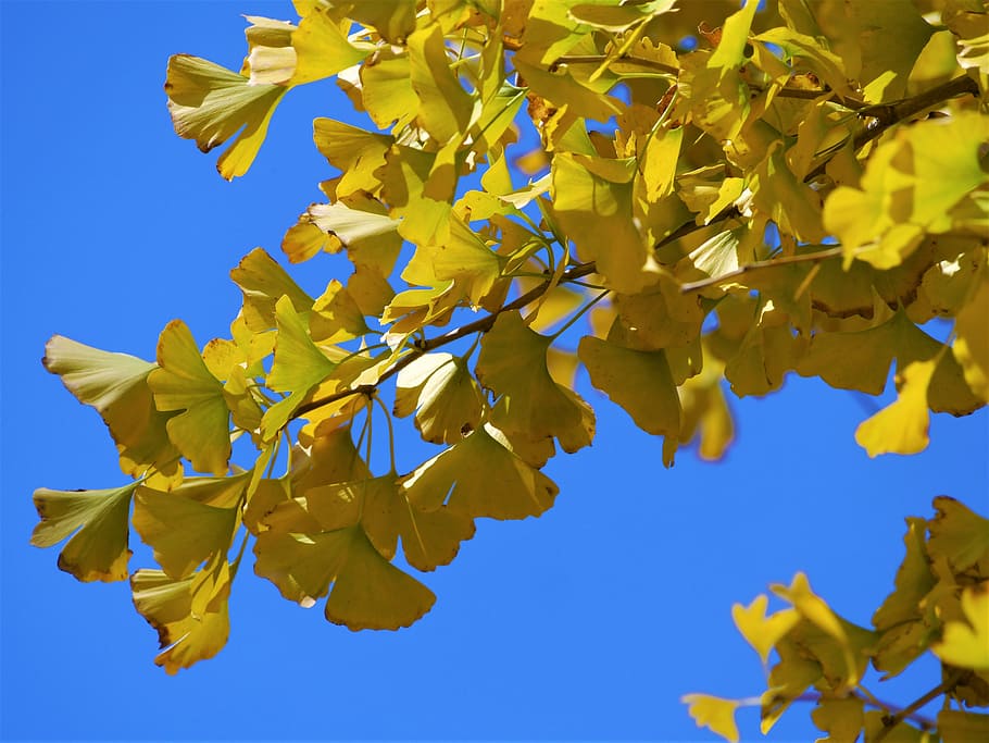 yellow leaves, gingko tree, maidenhair tree, red, huang, green, HD wallpaper