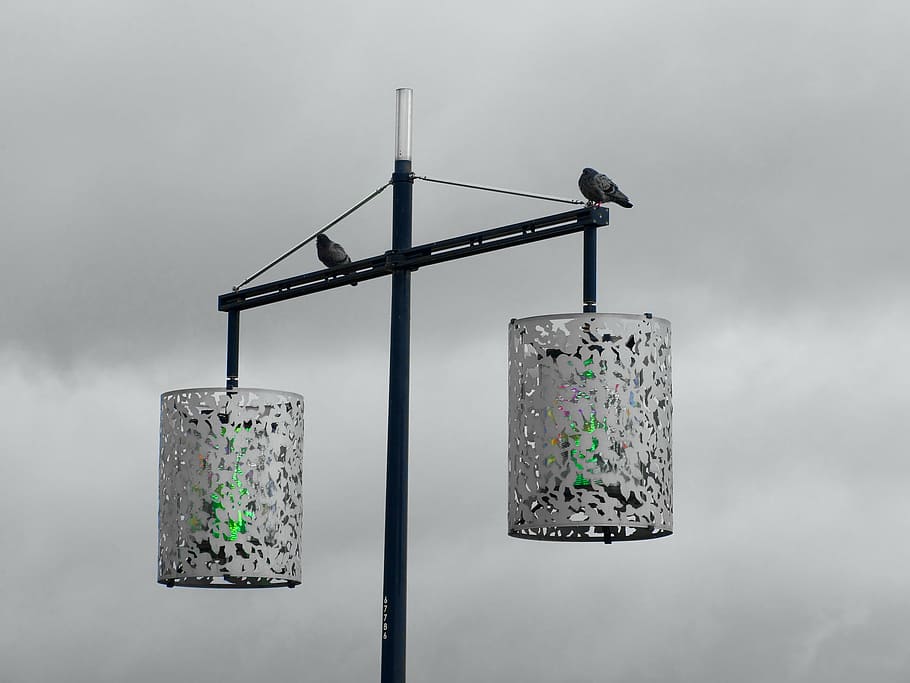 color, daylight, environment, hanging, lamppost, outdoors, perched HD wallpaper