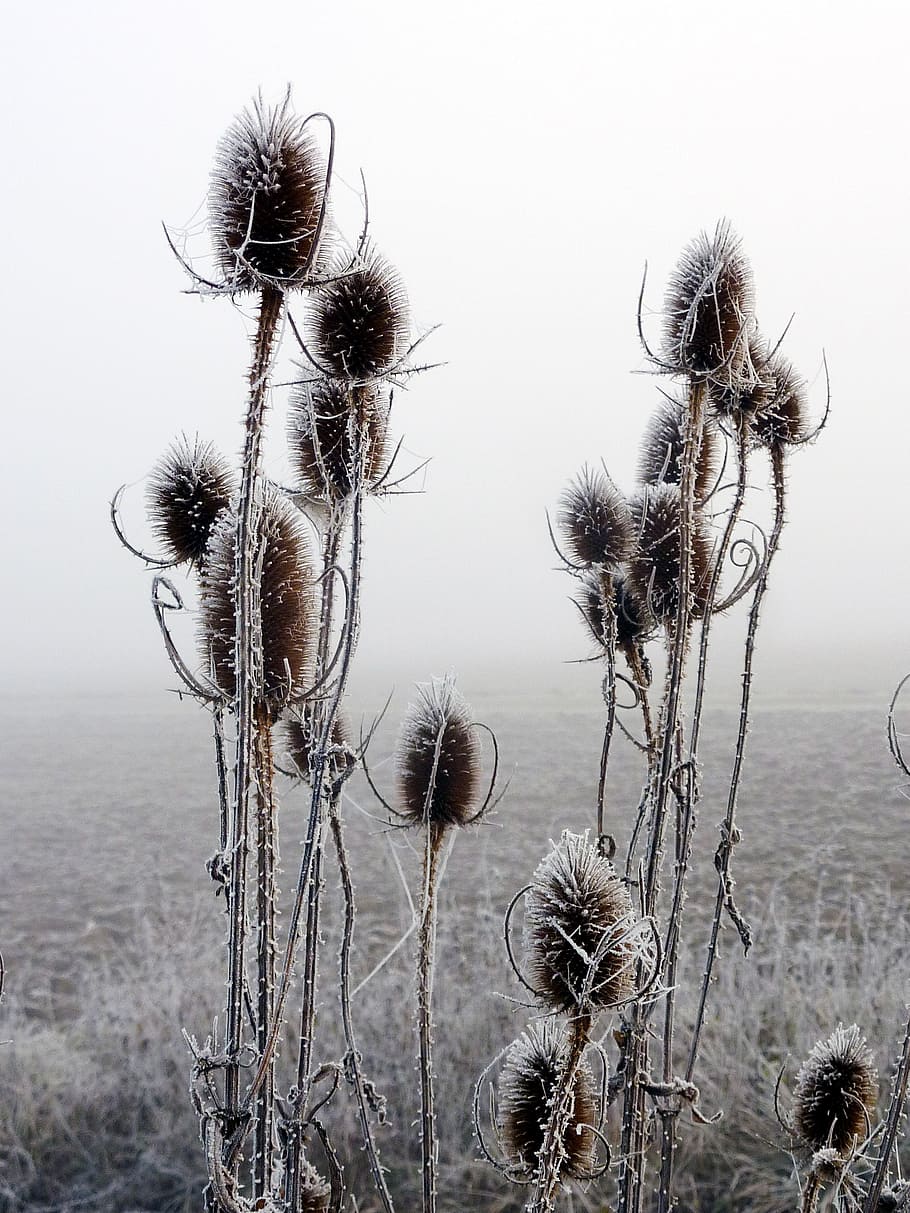 thistles, cold, gel, ice, frost, nature, sky, plant, no people HD wallpaper