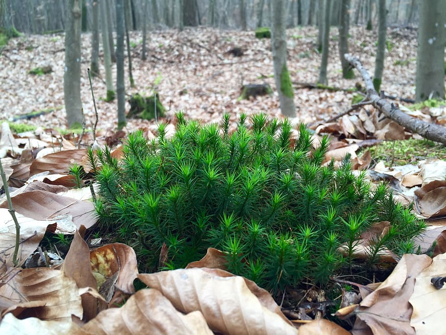 Forest, Moss, Nature, Green, Leaves, leaf, old tree, tribe HD wallpaper
