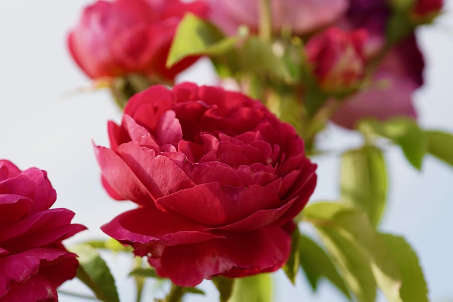 Rose, Red, Flower, Romance, petal, freshness, plant, close-up HD wallpaper