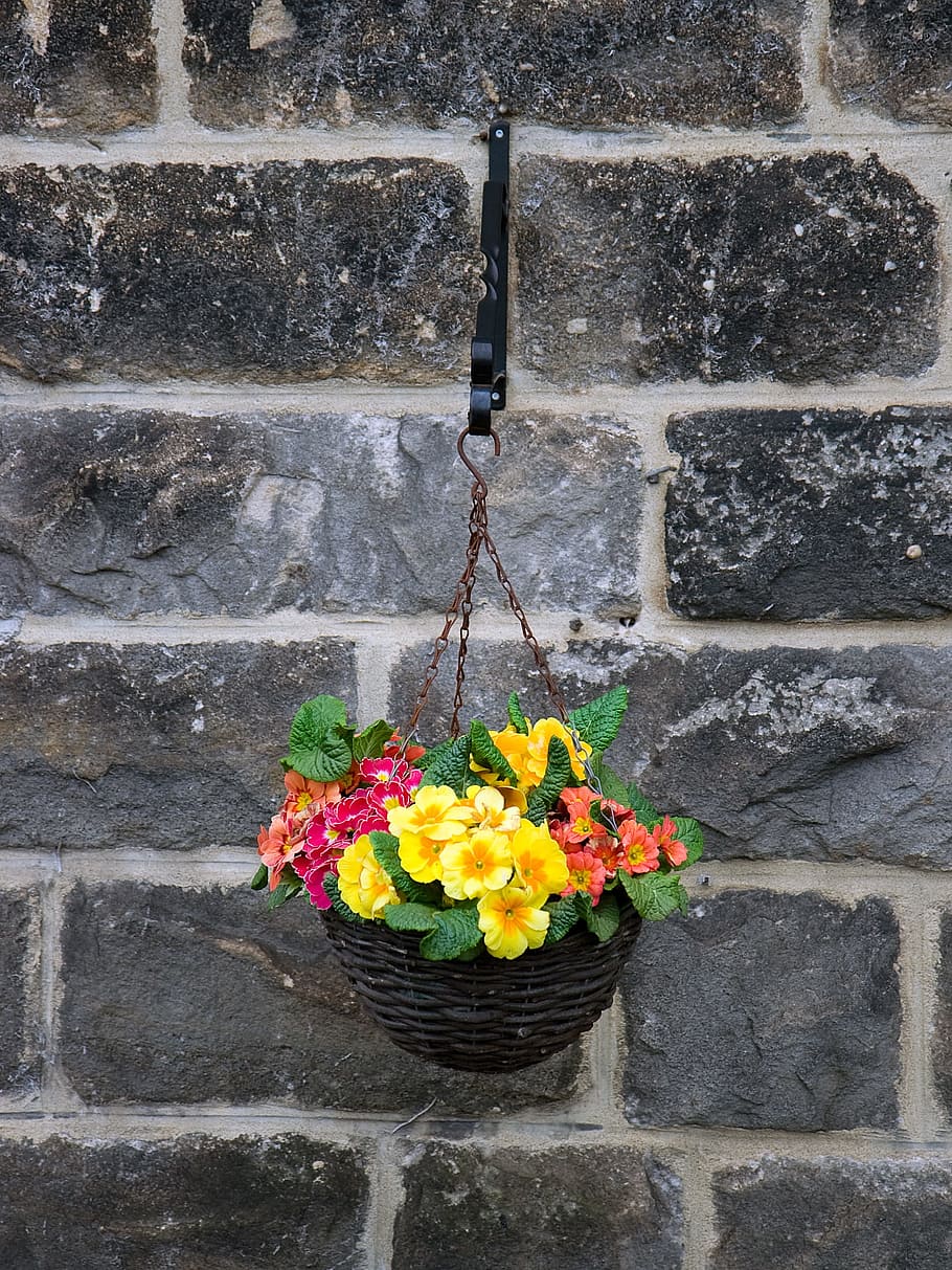 yellow, orange, and pink primrose flowers in bloom at daytime HD wallpaper