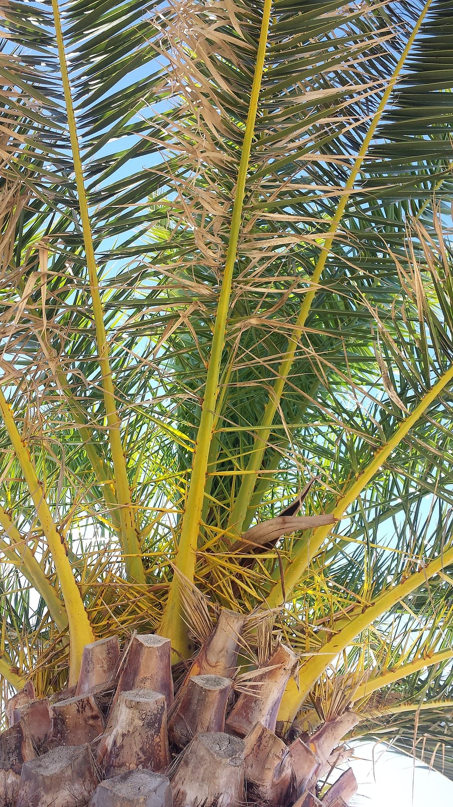 palm, beach, rest, nature, leaf, tree, tropical Climate, plant HD wallpaper