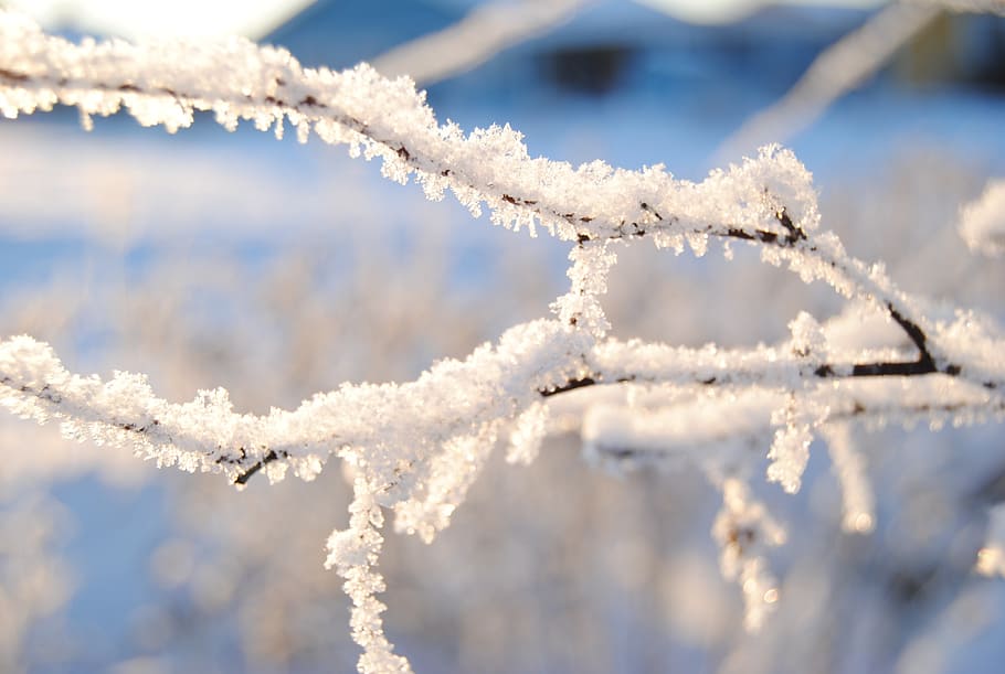 snow, cold, winter, sweden, branch, frozen, cold temperature HD wallpaper