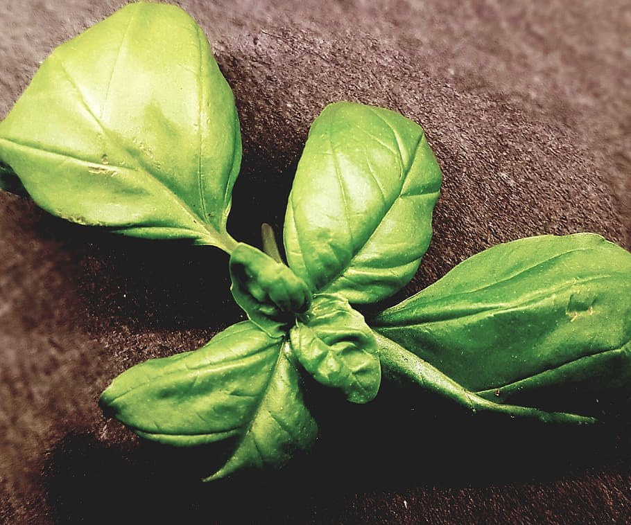 frisch, basil, healthy, green, herbs, plant, garden, plant part HD wallpaper