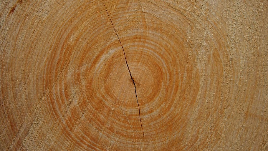 Trunk, Wood, Tree, Nature, Warmth, wood - material, wood grain HD wallpaper