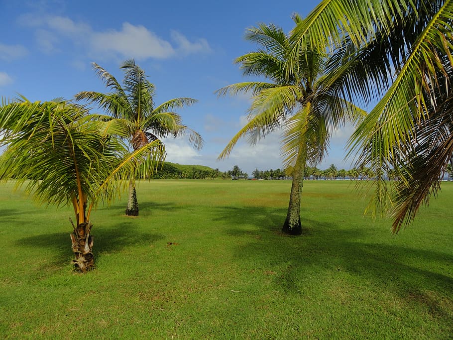 guam, sky, clouds, palms, palm trees, grass, mountains, forest HD wallpaper