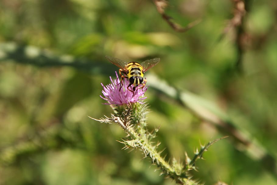 bee, black, flowers, striped, thistle, wasps, yellow, insects HD wallpaper