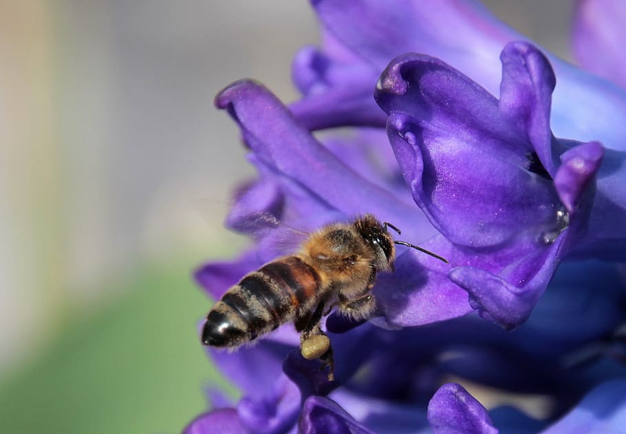 bee, insect, honey bee, fly, on approach, nectar, blossom, bloom HD wallpaper