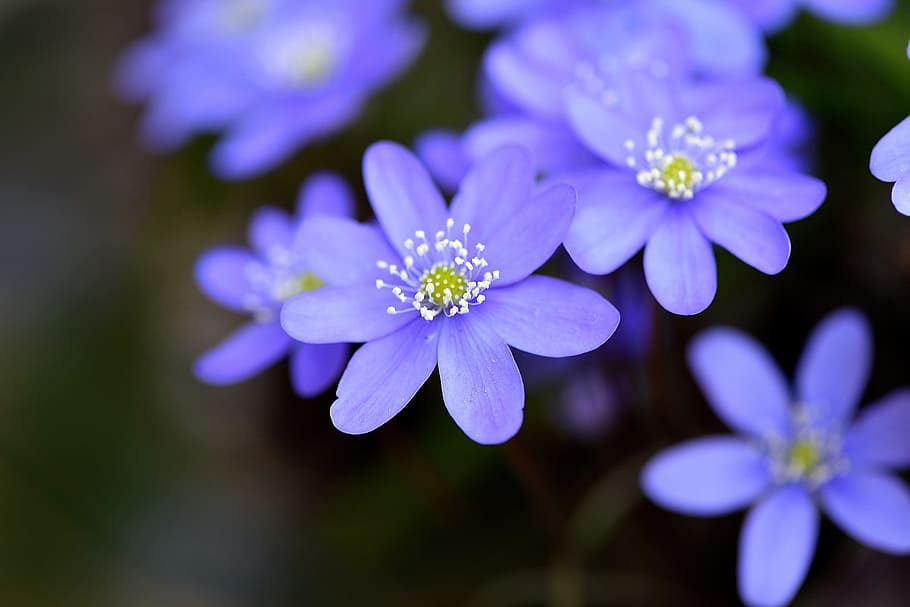 hepatica, flowers, garden, spring, spring flowers, close, blossom HD wallpaper
