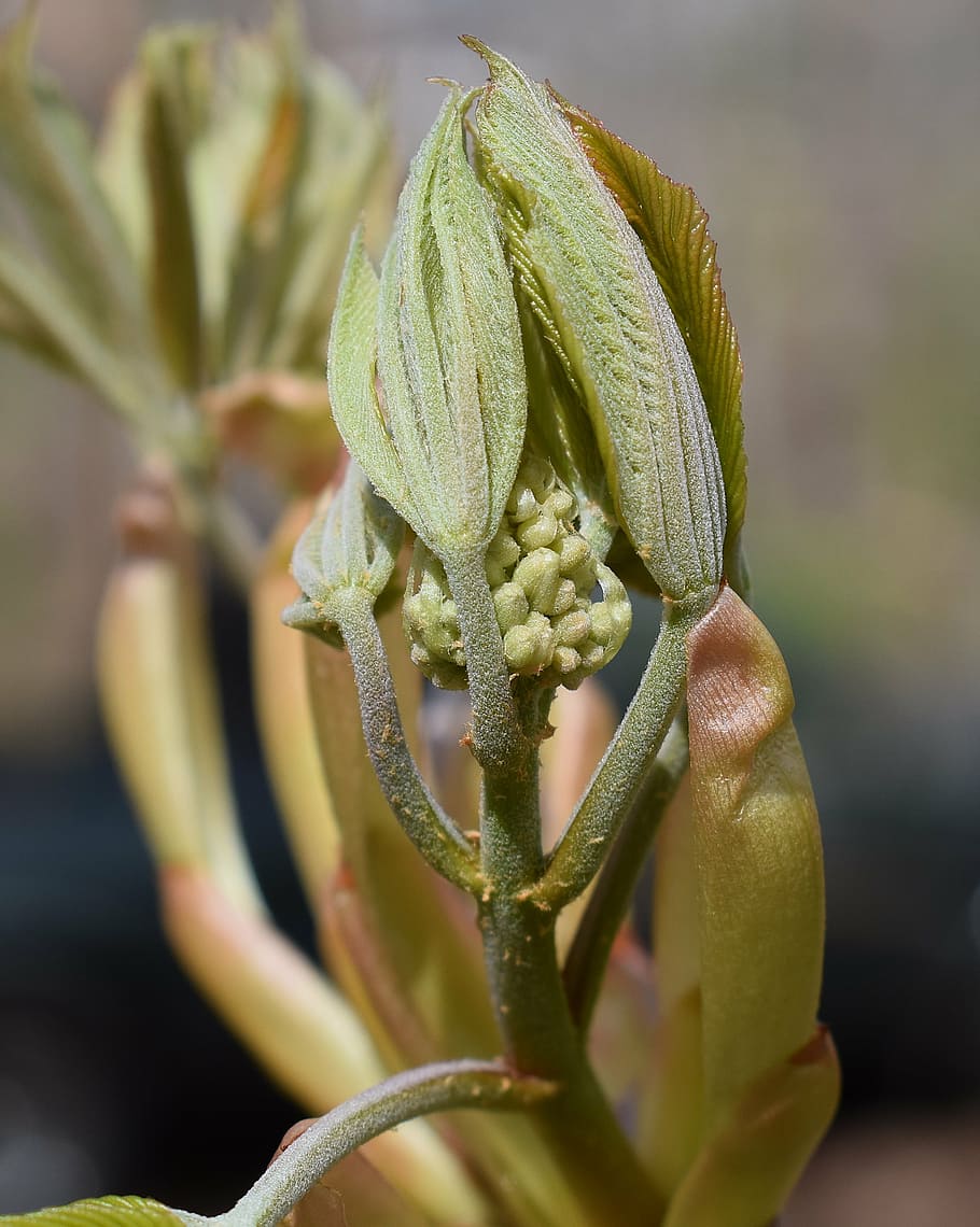 leaves and flower bud, japanese chestnut tree, shrub, spring, HD wallpaper