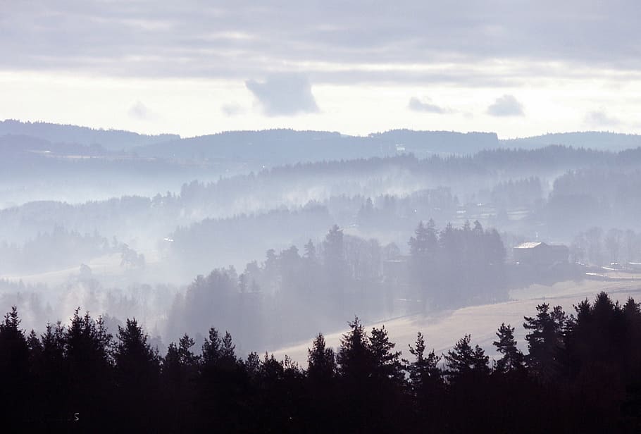 forest, pine, nature, wood, mountains, trees, landscape, gradient HD wallpaper