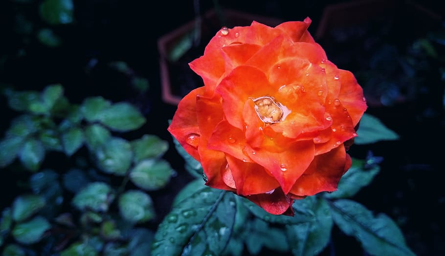 red, rose, flower, beauty in nature, close-up, flowering plant HD wallpaper