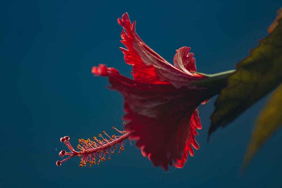 red, petal, flower, bloom, green, leaf, nature, no people, beauty in nature HD wallpaper