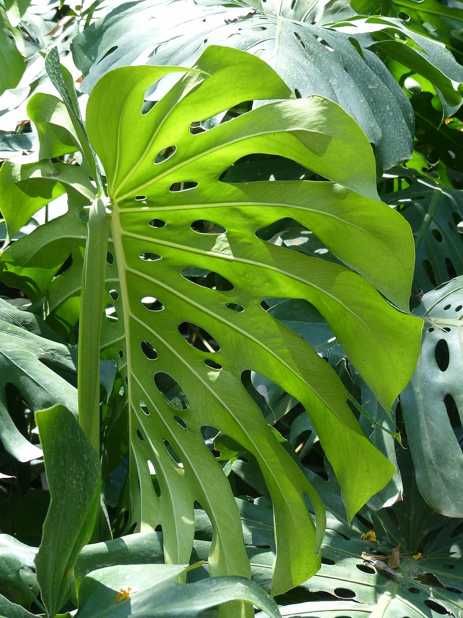 back light, digitate, reflection, green, growth, leaf, plant part HD wallpaper