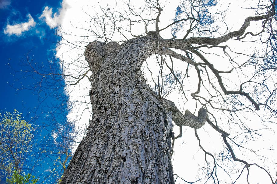 tree, sky, outdoor, spring, wood, light, branch, natural, sunlight HD wallpaper