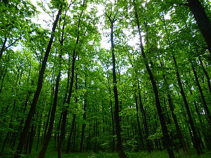 Forest, Trees, Priroda, Foliage, nature, green color, bamboo grove HD wallpaper