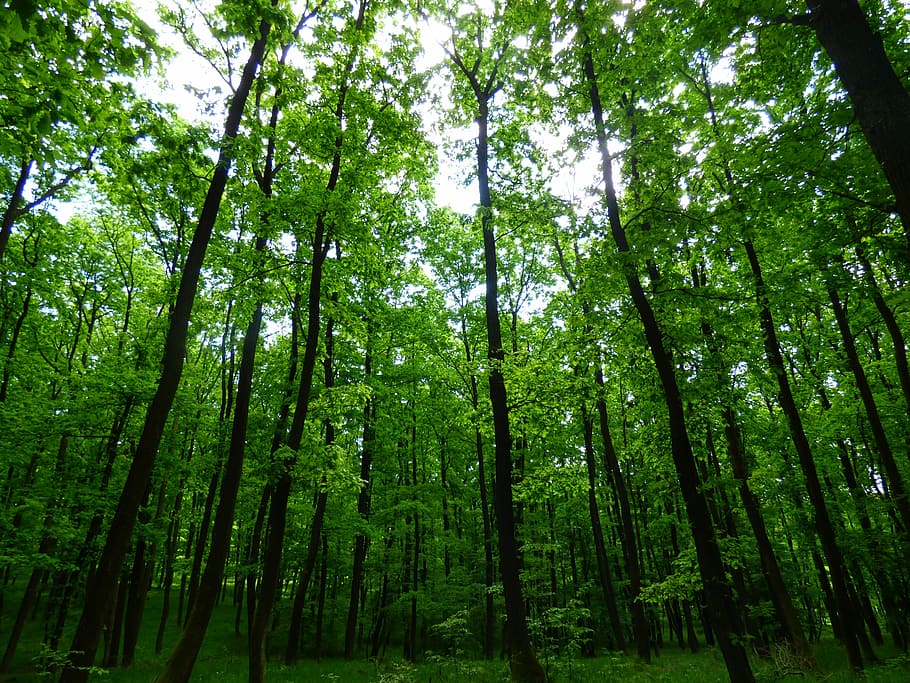 Forest, Trees, Priroda, Foliage, nature, green color, bamboo grove HD wallpaper