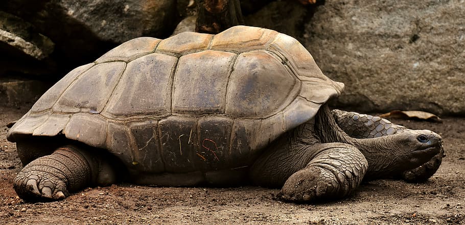 brown tortoise on ground, giant tortoises, animals, water, panzer, HD wallpaper