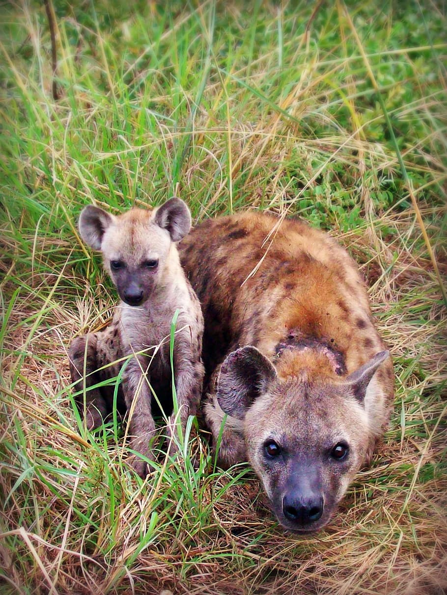 Hyena and cub on grass, Puppy, Animal, Africa, south africa, spotted hyena, HD wallpaper